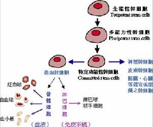 幹細胞分化過程