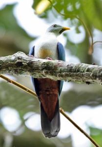 暗頦果鳩