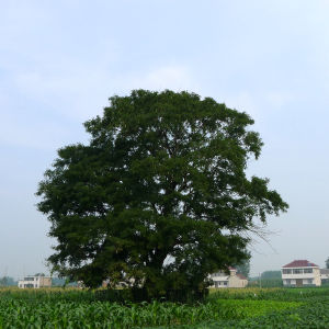 青墩皂角〔莢〕樹