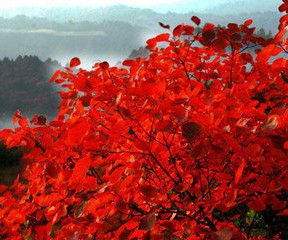 紅葉嶺風景區