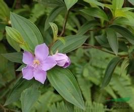 長穗花屬