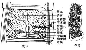 牛帶絛蟲病