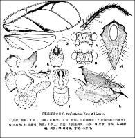 舶梨榕厚毛木虱