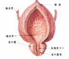 （圖）附屬腺體異常