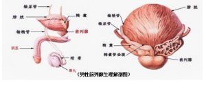 輸精管介入