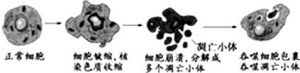 細胞編程性死亡