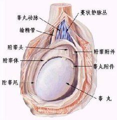 外陰結核