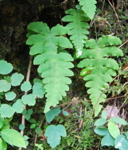 節蕨植物門