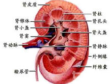 梗阻性腎病