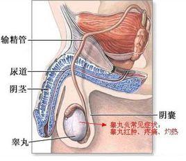 睪丸抽痛