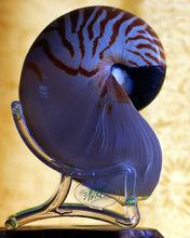 大鸚鵡螺