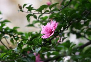 Hibiscus rosa-sinensis