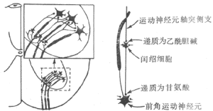 閏紹細胞