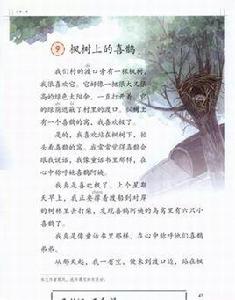 楓樹上的喜鵲