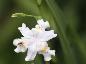 水芒樹