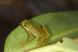 里奧-帕斯卡多粗腳蟾蜍，學名“Atelopus　balios”