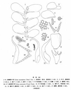 異瓣管葉苔