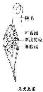 變胞藻屬