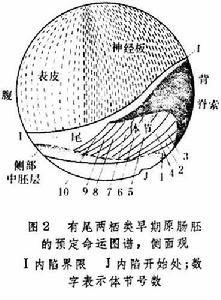 胚胎預定命運圖