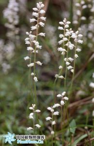 長柄粉條兒菜