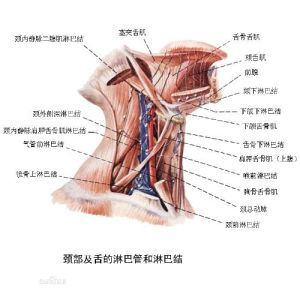 淋巴結腫大