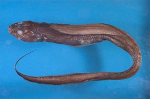 絲尾草鰻