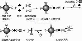 化學發光分析