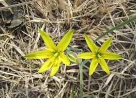 少花頂冰花