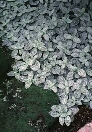 Fittonia verschaffeltii var. argyoneura 'Minima'