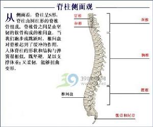 《脊柱疾病的影像診斷》