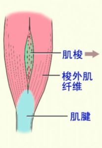 本體感受器