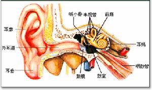 （圖）耳 結構