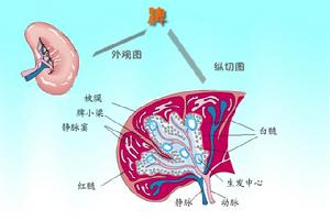 脾轉移性腫瘤