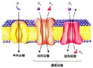 偶聯運輸