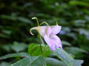 紫花無距鳳仙花