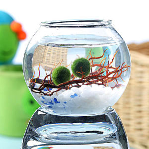 MARIMO