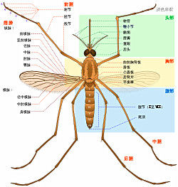 尖音庫蚊