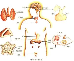 內分泌紊亂