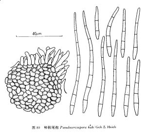 柿假尾孢