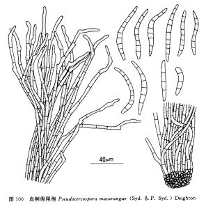 血桐假尾孢