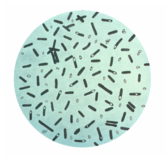 生孢梭菌
