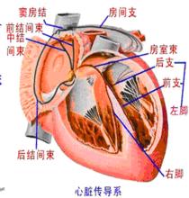 心臟興奮傳導