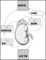 （圖）先天性醛固酮增多症