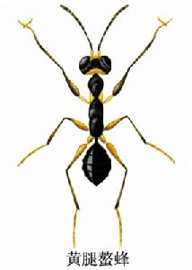 黃腿螯蜂