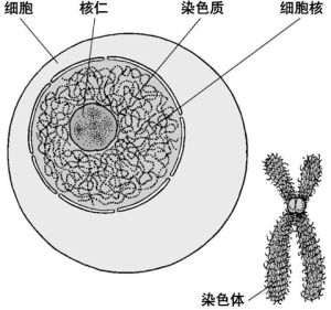 先天性卵巢發育不全