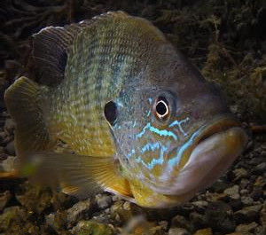 藍鰓太陽魚