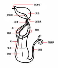 豬籠草的結構示意圖