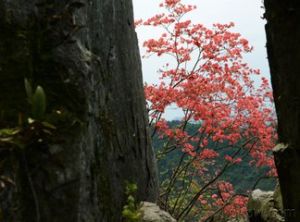 絹毛杜鵑(亞種)