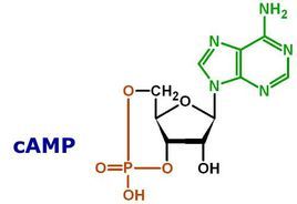 環磷酸腺苷