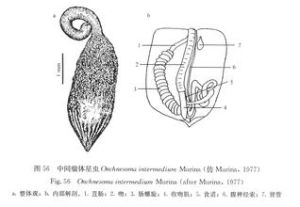 中間瘤體星蟲